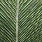 TROPICAL SERENITY: Minimalist Single Leaf Clean Lines Botanical Canvas