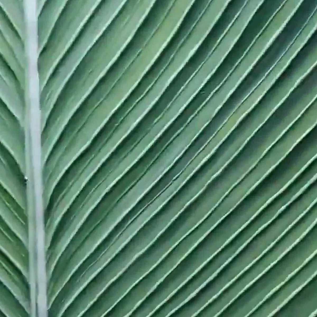 TROPICAL SERENITY: Minimalist Single Leaf Clean Lines Botanical Canvas